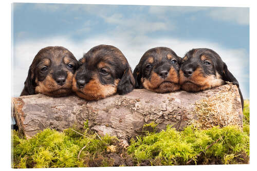 Akrylbilde Dachshund puppy siblings