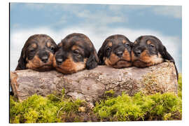 Aluminium print Dachshund puppy siblings