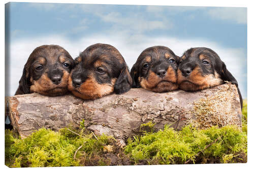 Canvas-taulu Dachshund puppy siblings