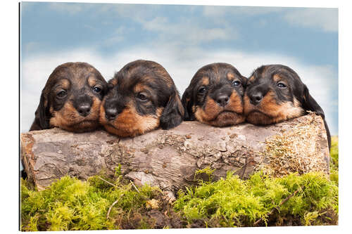 Cuadro de plexi-alu Dachshund puppy siblings