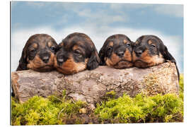 Gallery print Dachshund puppy siblings