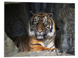 Gallery Print tiger queen