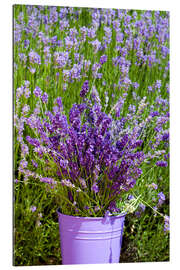 Gallery print Lavender in metal bucket