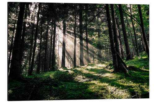 Aluminium print Light rays in the forest