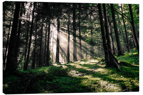 Canvas print Light rays in the forest