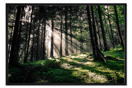 Gerahmter Kunstdruck Lichtstrahlen im Wald