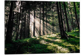 Tableau en plexi-alu Rayons de soleil dans la forêt 