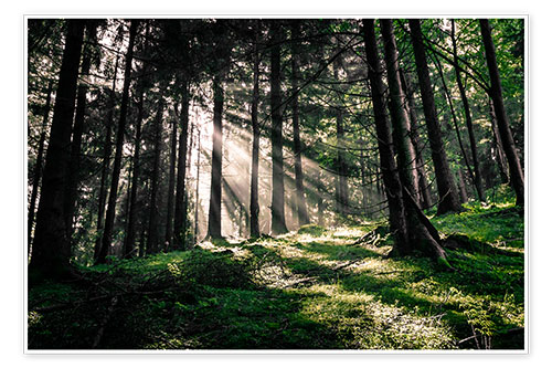 Poster Light rays in the forest