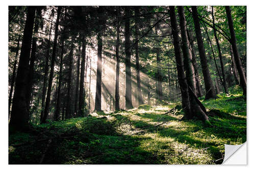 Selvklæbende plakat Light rays in the forest