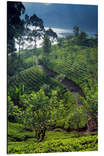 Print på aluminium Tea plantation and lake, Sri Lanka