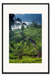 Gerahmter Kunstdruck Tee-Plantage und See, Sri Lanka