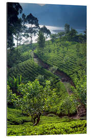 Gallery print Tea plantation and lake, Sri Lanka