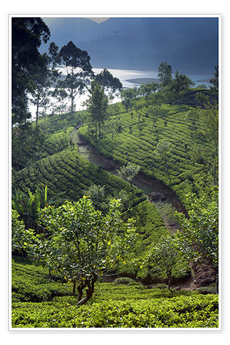Poster Tee-Plantage und See, Sri Lanka