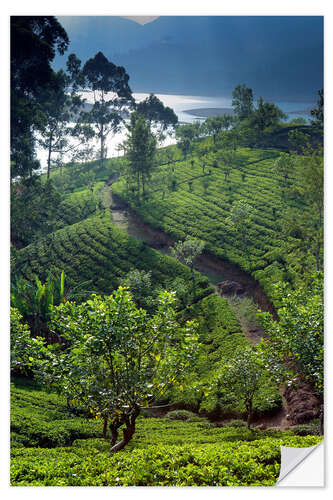 Wall sticker Tea plantation and lake, Sri Lanka