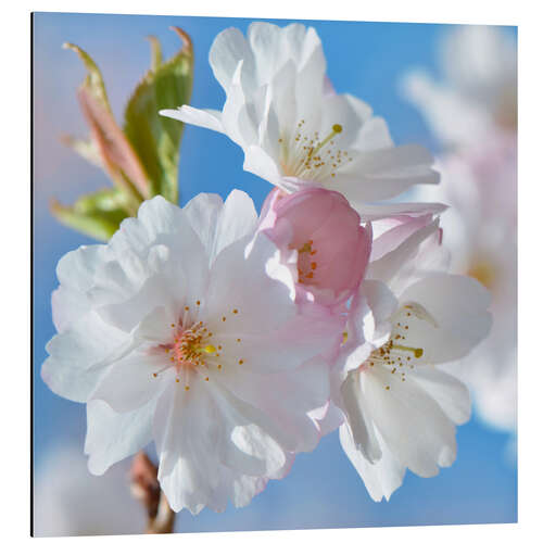 Aluminium print White spring blossoms II