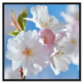Gerahmter Kunstdruck Weiße Frühlingsblüten II
