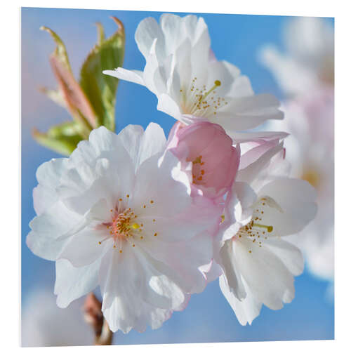 Foam board print White spring blossoms II