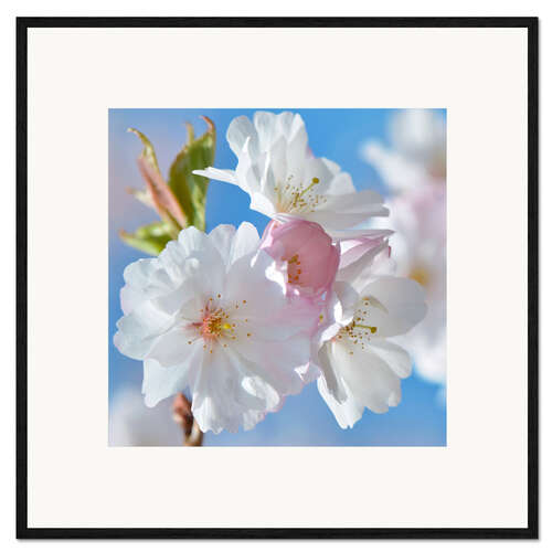 Framed art print White spring blossoms II