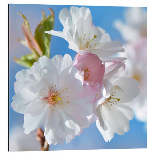 Gallery print White spring blossoms II