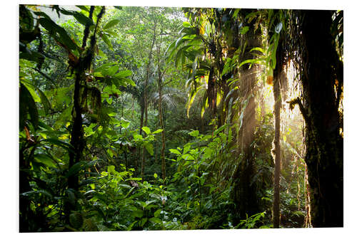 Tableau en PVC Rayons de soleil dans la jungle