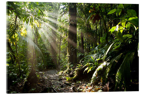 Tableau en verre acrylique Rayons de soleil dans la jungle