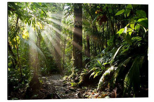 Cuadro de aluminio Luz de la selva