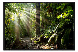 Gerahmter Kunstdruck Sonnenstrahlen im Dschungel