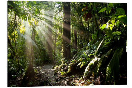 Gallery print Jungle light