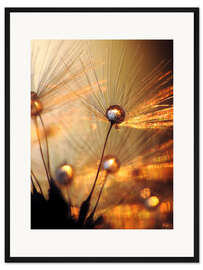Gerahmter Kunstdruck Pusteblume – Goldexplosion