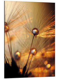 Magnettafel Pusteblume – Goldexplosion