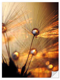 Wall sticker Dandelion gold explosion