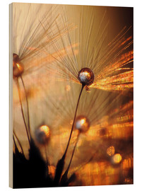 Obraz na drewnie  Dandelion gold explosion - Julia Delgado