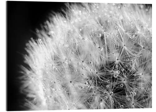 Stampa su vetro acrilico Dandelion dew drops black and white