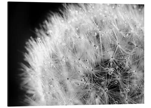 Cuadro de aluminio Dandelion dew drops black and white