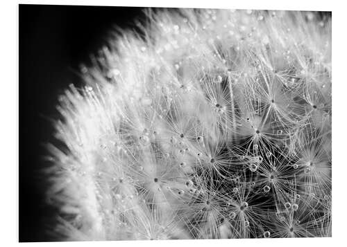 PVC-taulu Dandelion dew drops black and white