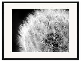 Gerahmter Kunstdruck Pusteblume Tautropfen schwarzweiß