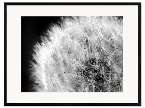 Ingelijste kunstdruk Dandelion dew drops black and white