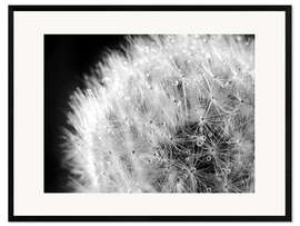Ingelijste kunstdruk Dandelion dew drops black and white