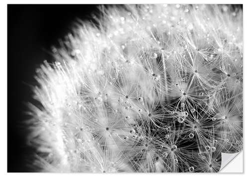 Selvklæbende plakat Dandelion dew drops black and white