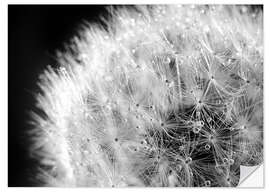 Wall sticker Dandelion dew drops black and white