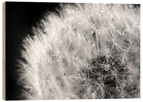 Holzbild Pusteblume Tautropfen schwarzweiß