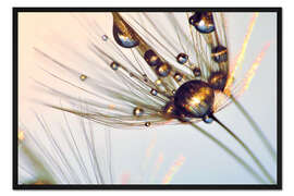 Gerahmter Kunstdruck Pusteblume Glanz