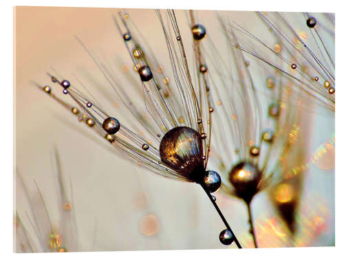 Acrylic print Dandelion dewdrops in the sunlight