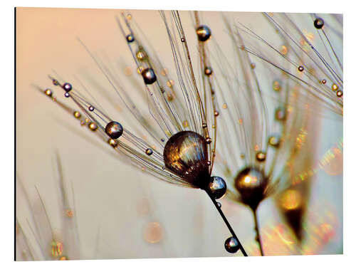 Aluminiumsbilde Dandelion dewdrops in the sunlight