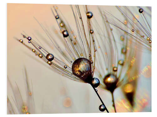 Foam board print Dandelion dewdrops in the sunlight