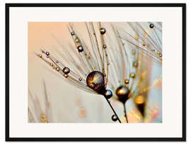 Gerahmter Kunstdruck Pusteblume Tautropfen am Sonnenlicht