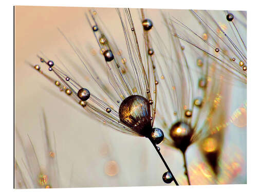 Galleritryk Dandelion dewdrops in the sunlight