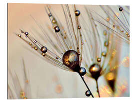 Quadro em plexi-alumínio Dandelion dewdrops in the sunlight