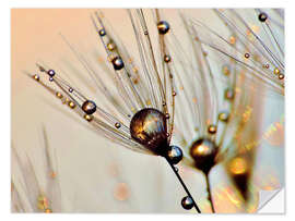 Selvklebende plakat Dandelion dewdrops in the sunlight