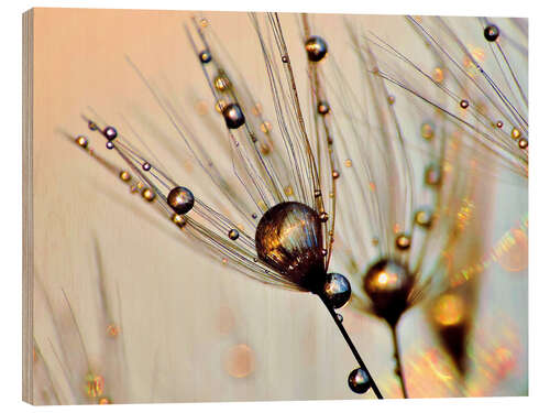 Holzbild Pusteblume Tautropfen am Sonnenlicht